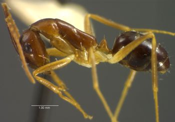Media type: image; Entomology 17011   Aspect: habitus lateral view